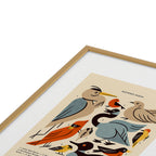 Midwest Birds Guide Framed Art Print Gallery Image 3