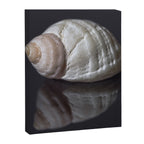 Seashell snail reflection Canvas Print Gallery Image 6