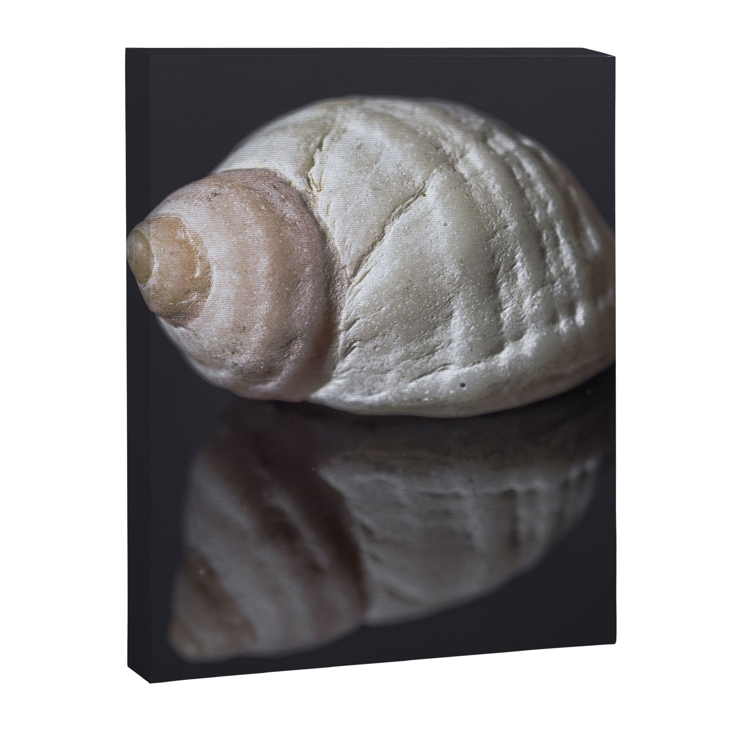 Seashell snail reflection Canvas Print Gallery Image 6