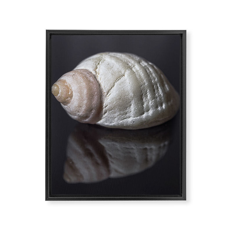 Seashell snail reflection Framed Canvas Print Gallery Image 6