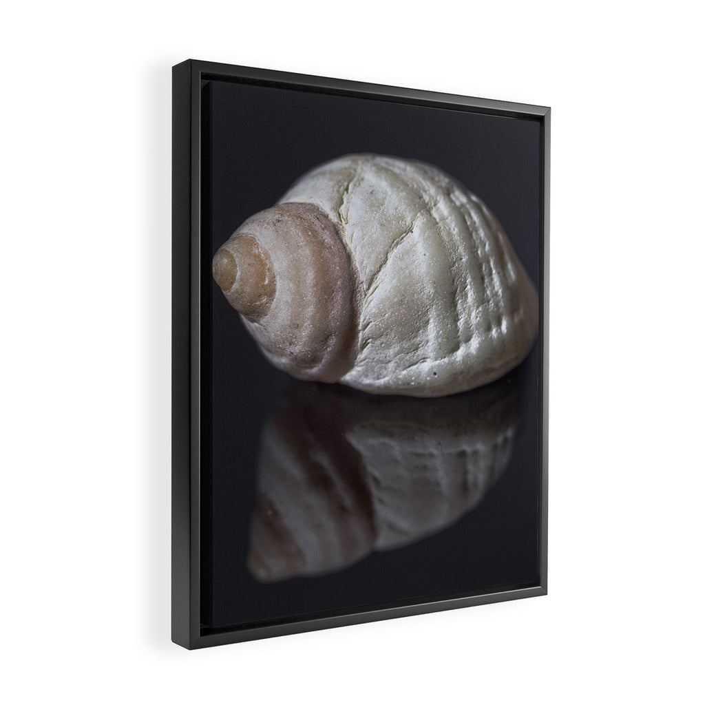Seashell snail reflection Framed Canvas Print Gallery Image 2