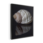 Seashell snail reflection Framed Canvas Print Gallery Image 2