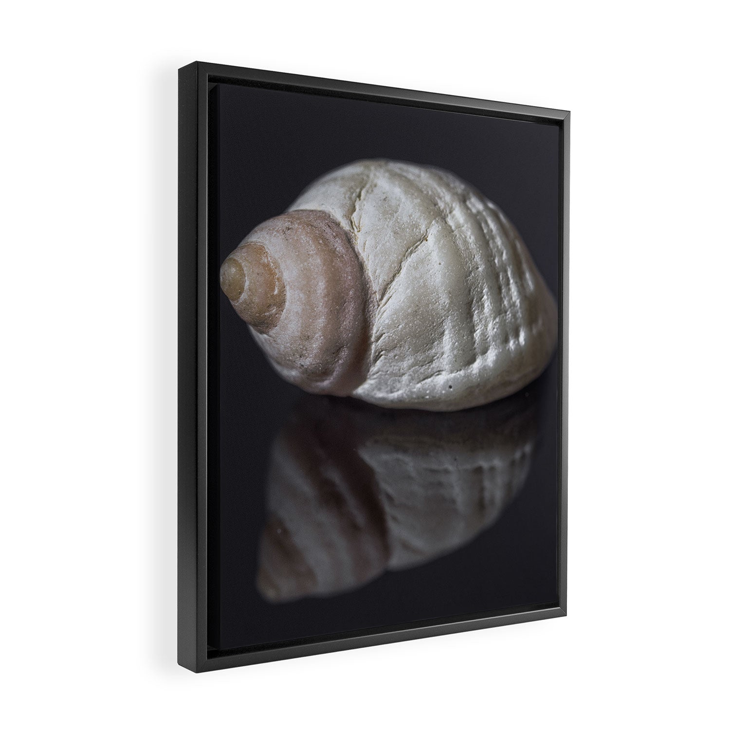 Seashell snail reflection Framed Canvas Print Gallery Image 2