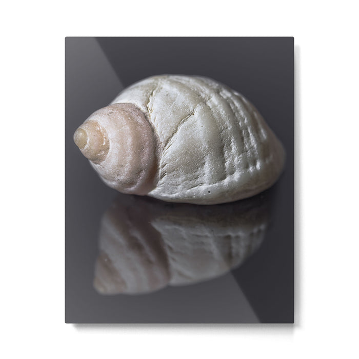 Seashell snail reflection Metal Print Gallery Image 1