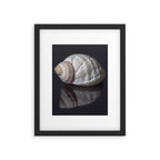 Seashell snail reflection Framed Art Print Gallery Image 5
