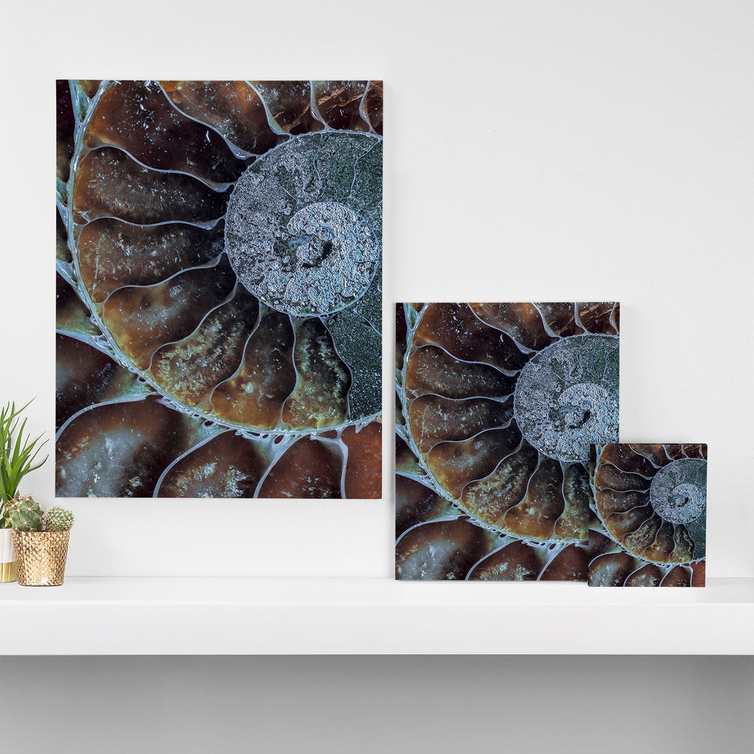 Spiral Ammonite Fossil Canvas Print Gallery Image 3