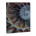 Spiral Ammonite Fossil Canvas Print Gallery Image 6