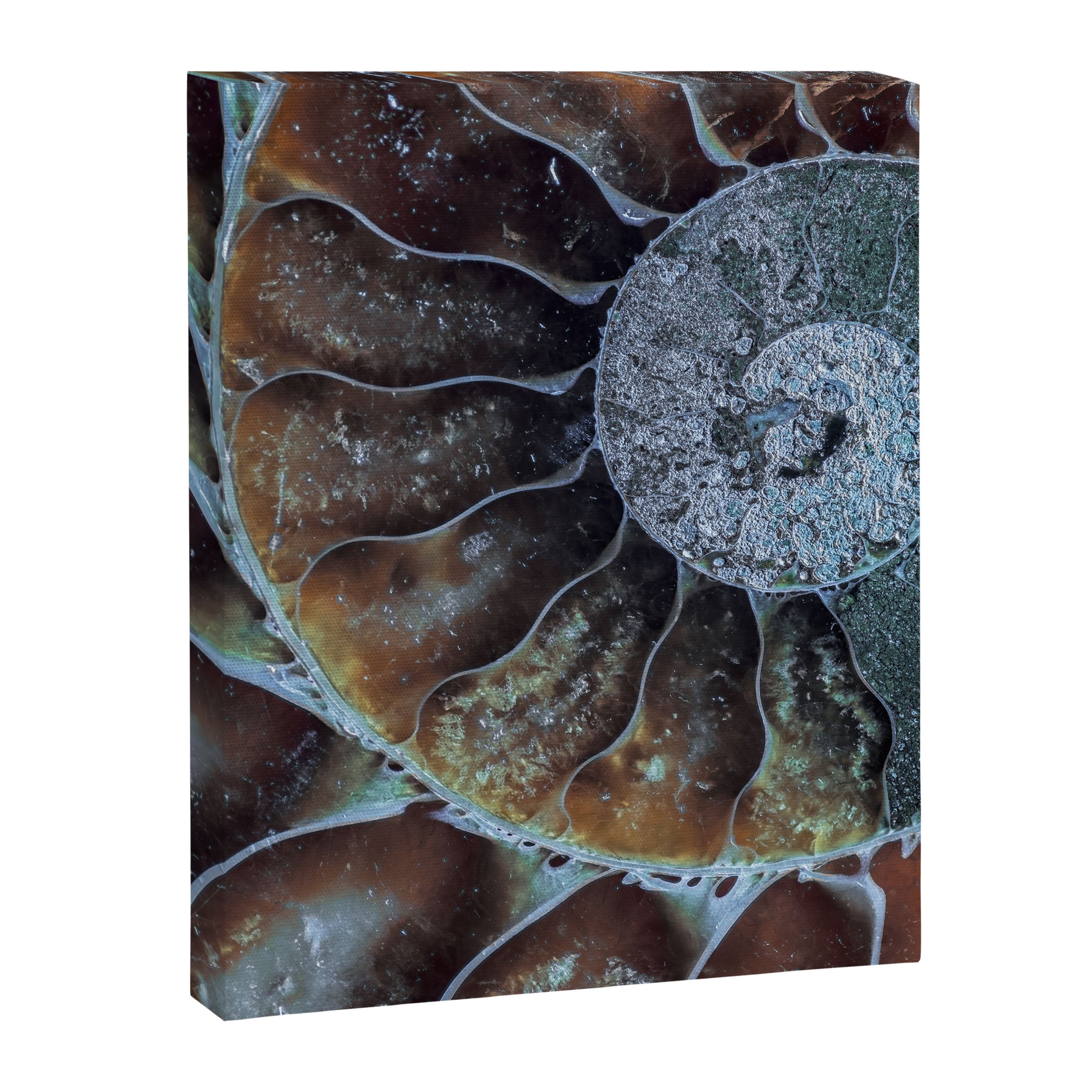 Spiral Ammonite Fossil Canvas Print Gallery Image 3