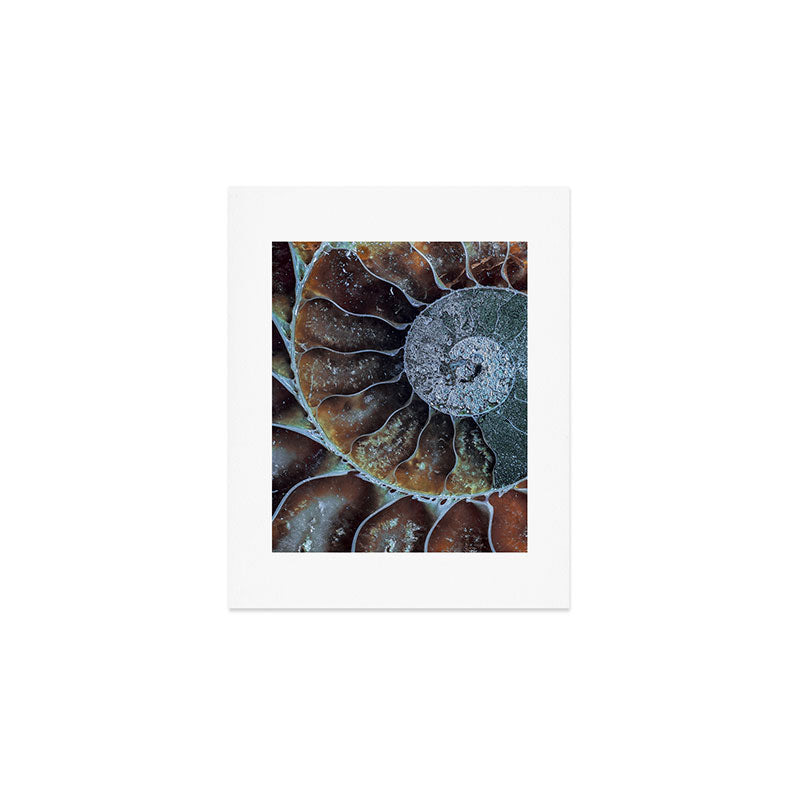 Spiral Ammonite Fossil Art Print Gallery Image 1