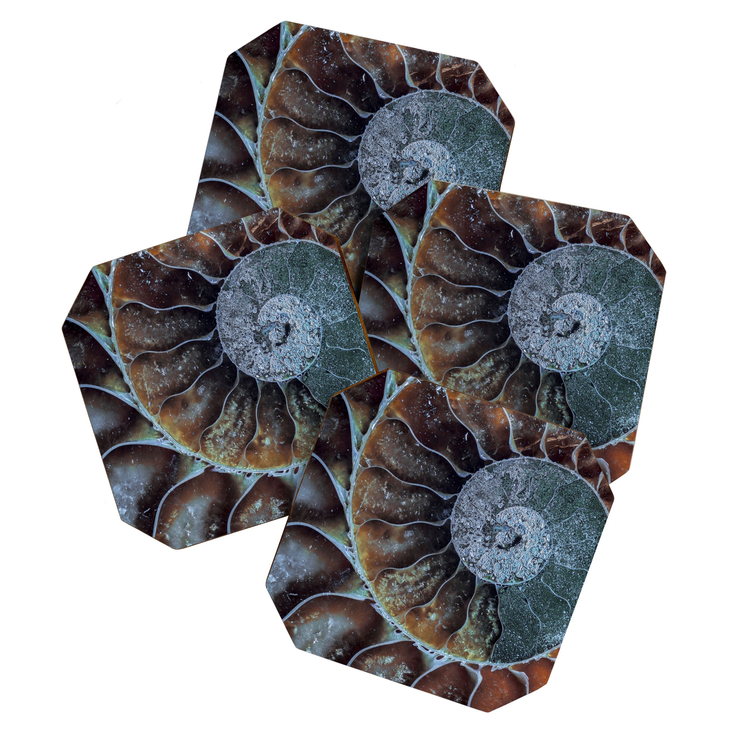 Spiral Ammonite Fossil Coaster Gallery Image 1
