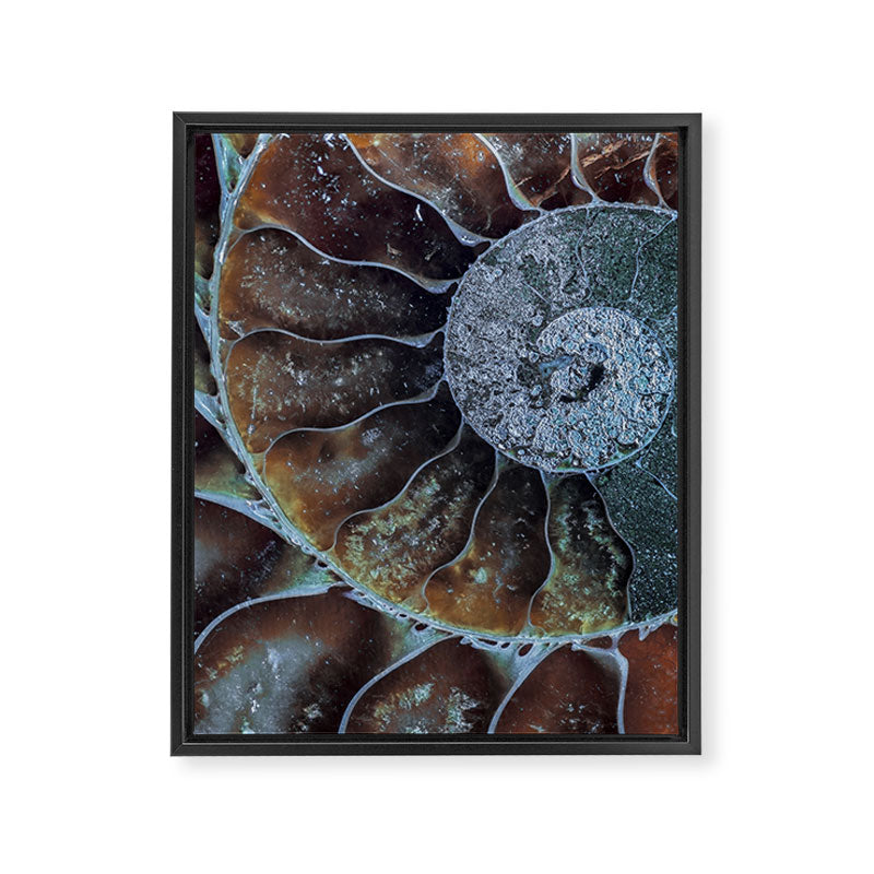 Spiral Ammonite Fossil Framed Canvas Print