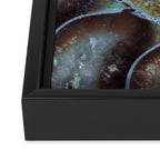 Spiral Ammonite Fossil Framed Canvas Print Gallery Image 3