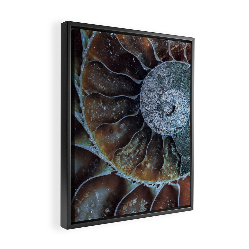 Spiral Ammonite Fossil Framed Canvas Print Gallery Image 2