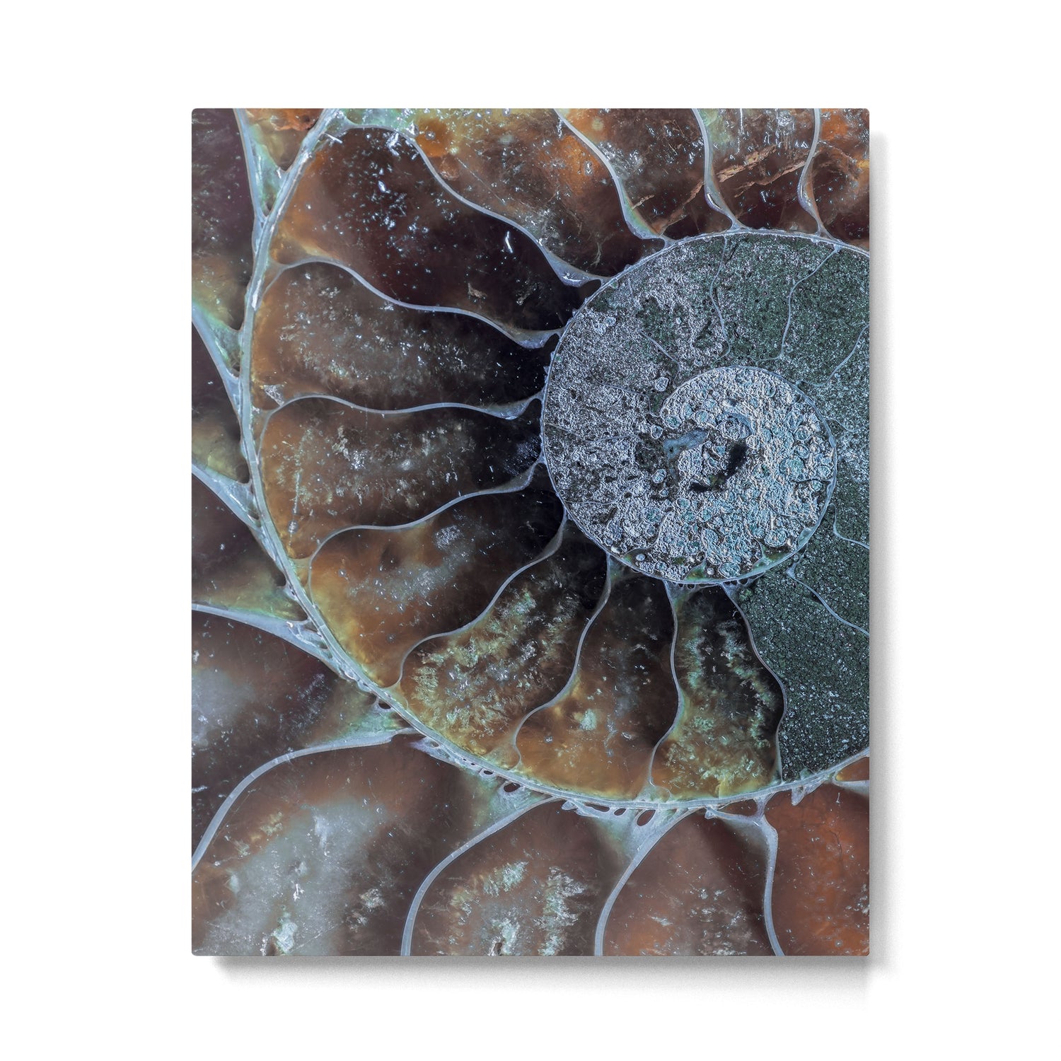 Spiral Ammonite Fossil Metal Print Gallery Image 4
