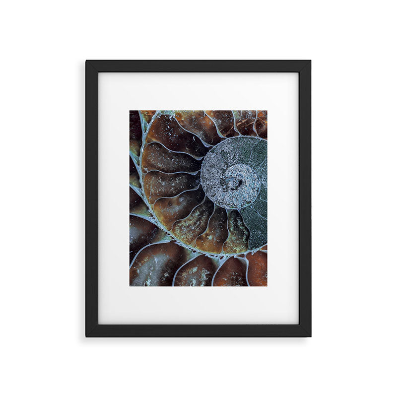 Spiral Ammonite Fossil Framed Art Print Gallery Image 4