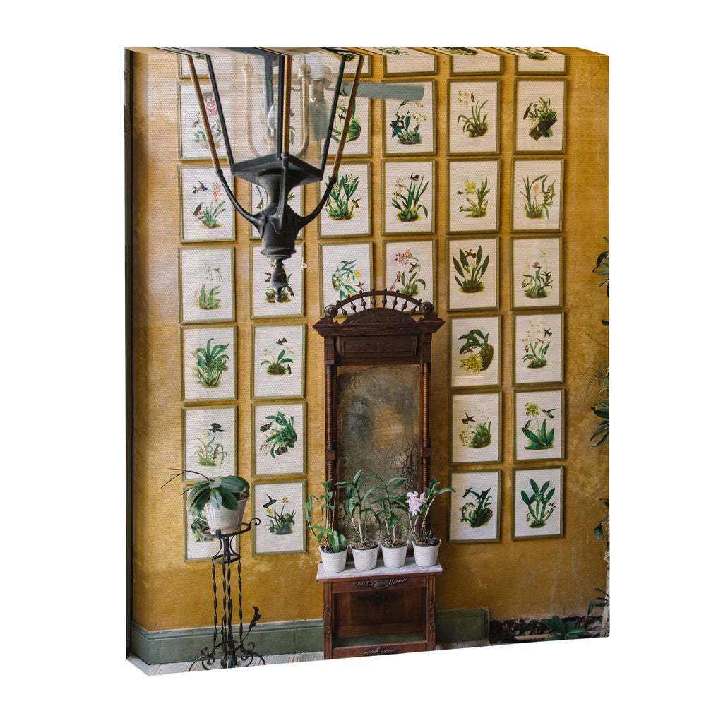 A Wall of Orchids, Merida, Mexico Canvas Print Gallery Image 6