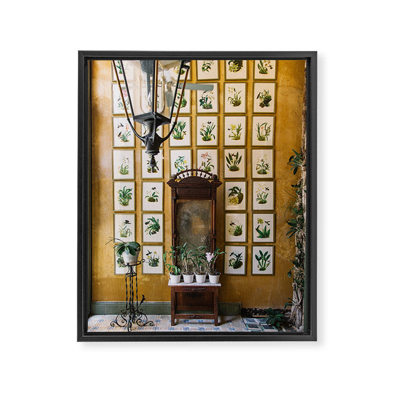 A Wall of Orchids, Merida, Mexico Framed Canvas Print Gallery Image 6