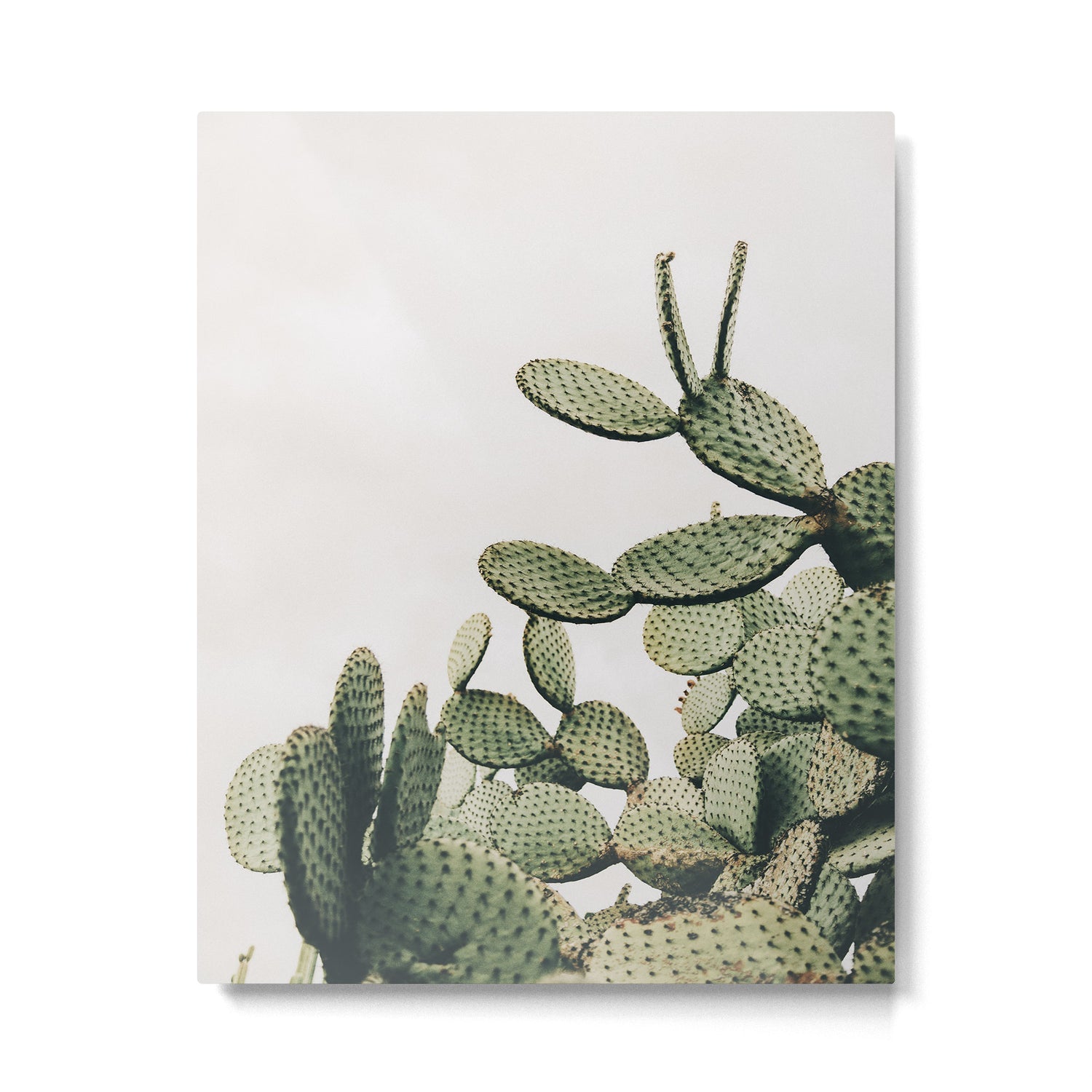 Cactus on blue sky #society6 #decor #buyart Metal Print Gallery Image 4