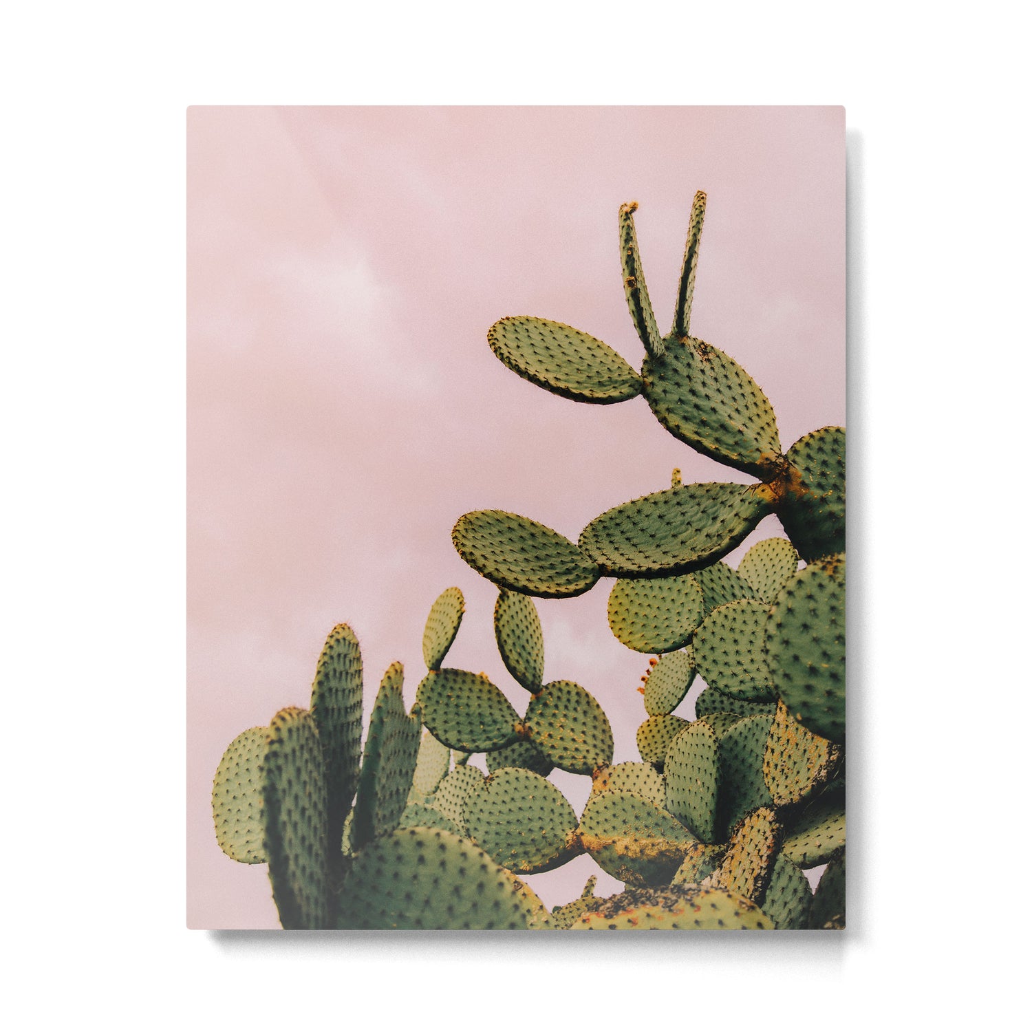 Cactus on Pink Sky Metal Print Gallery Image 4