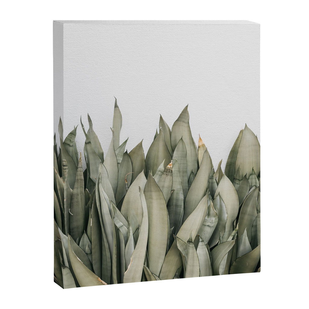 Moonshine Snake Plant Canvas Print Gallery Image 6