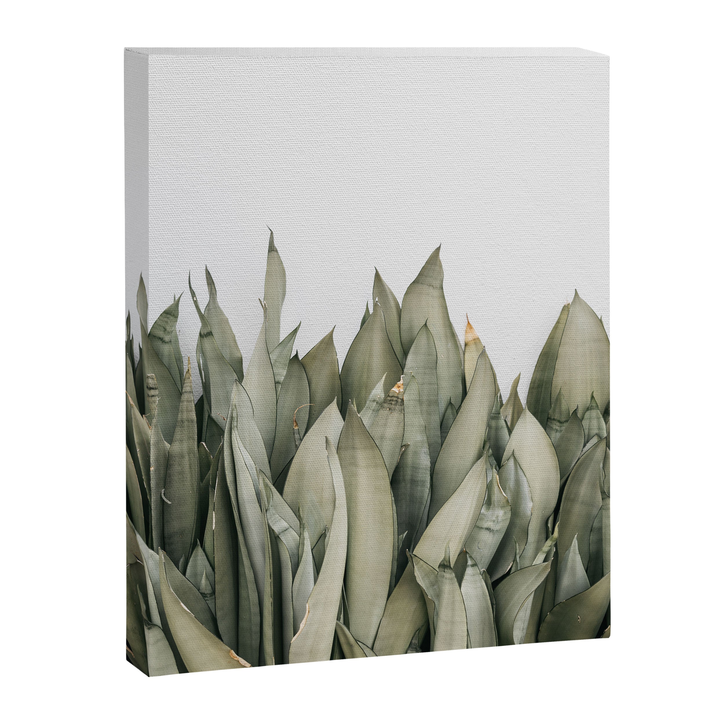 Moonshine Snake Plant Canvas Print Gallery Image 6