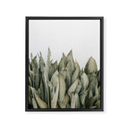 Moonshine Snake Plant Framed Canvas Print Gallery Image 6