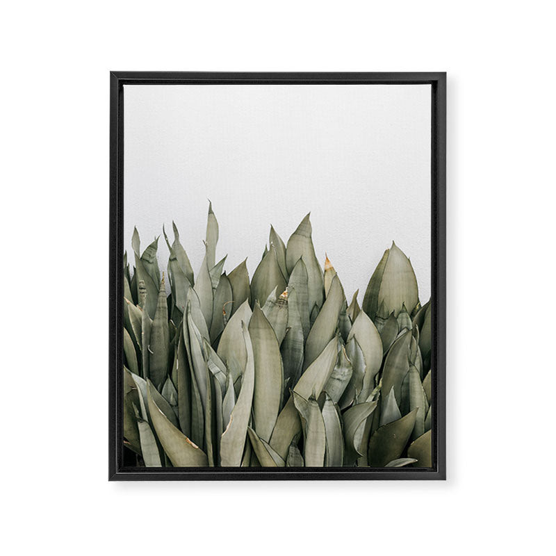 Moonshine Snake Plant Framed Canvas Print Gallery Image 6
