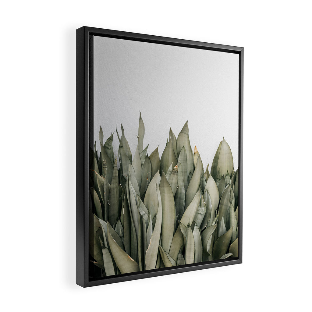 Moonshine Snake Plant Framed Canvas Print Gallery Image 2