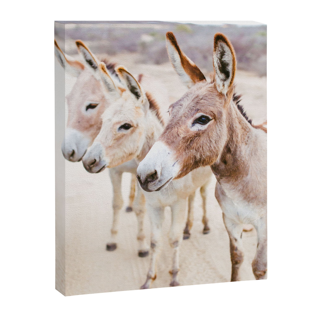 Three Donkeys in Baja, Mexico Canvas Print Gallery Image 6