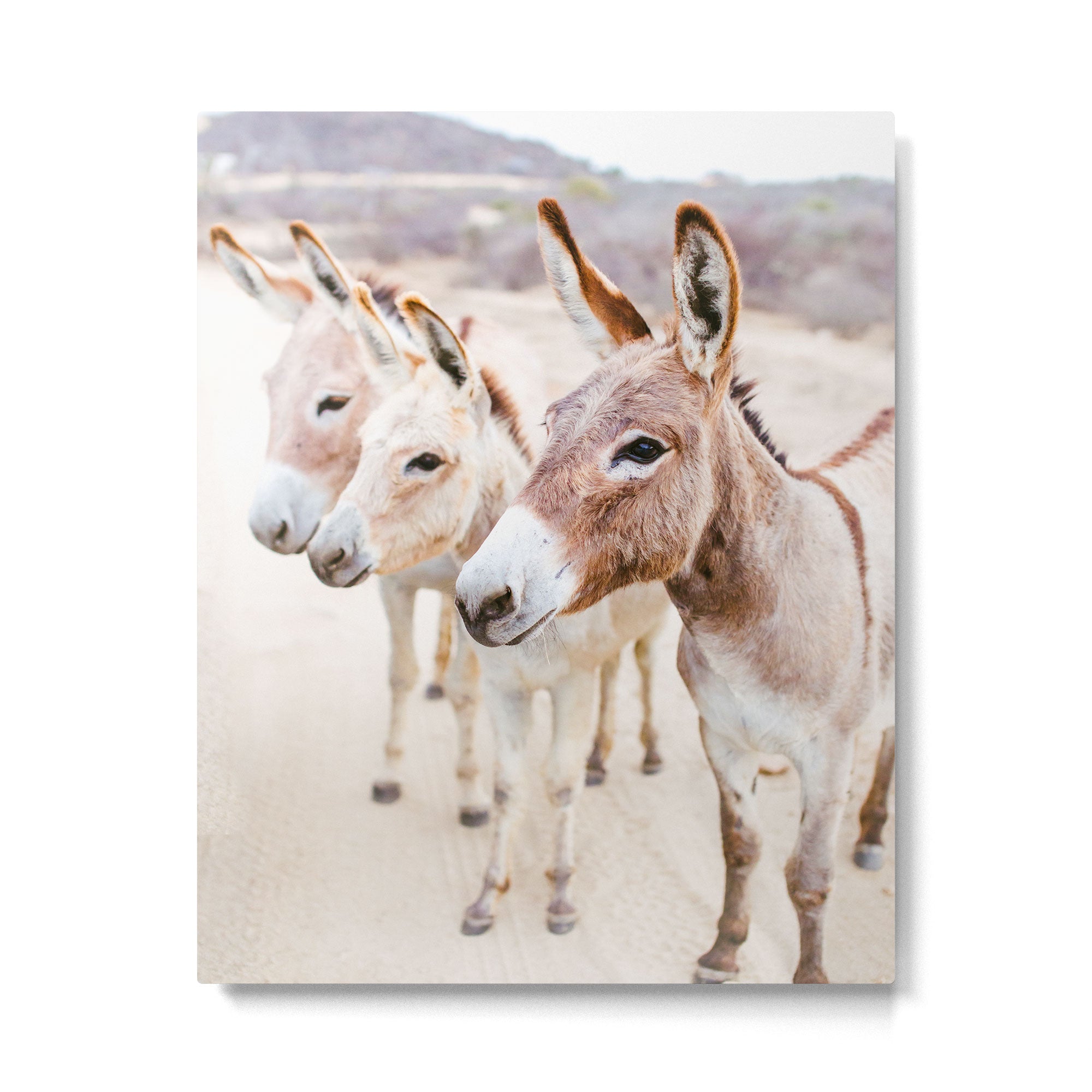 Three Donkeys in Baja, Mexico Metal Print Gallery Image 4