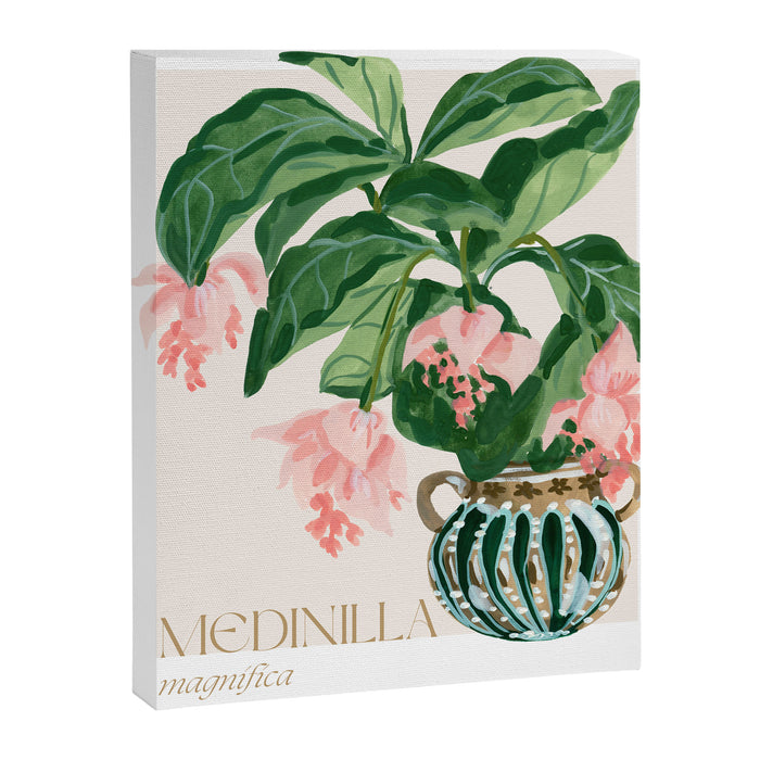 Medinilla Magnifica Canvas Print Gallery Image 1