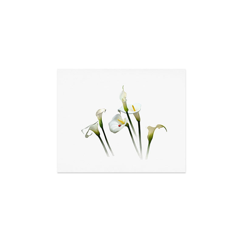 Calla Lilies Art Print Gallery Image 1