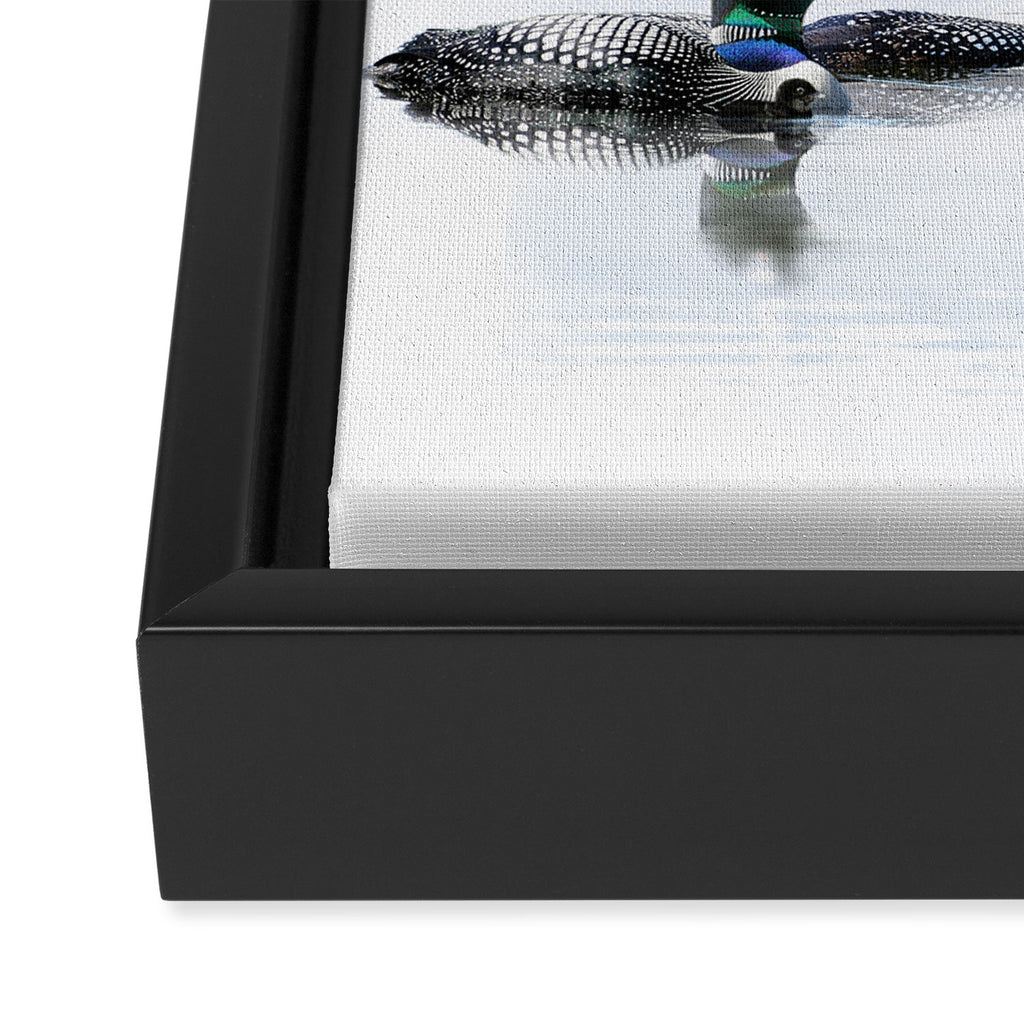 Loons Framed Canvas Print Gallery Image 3