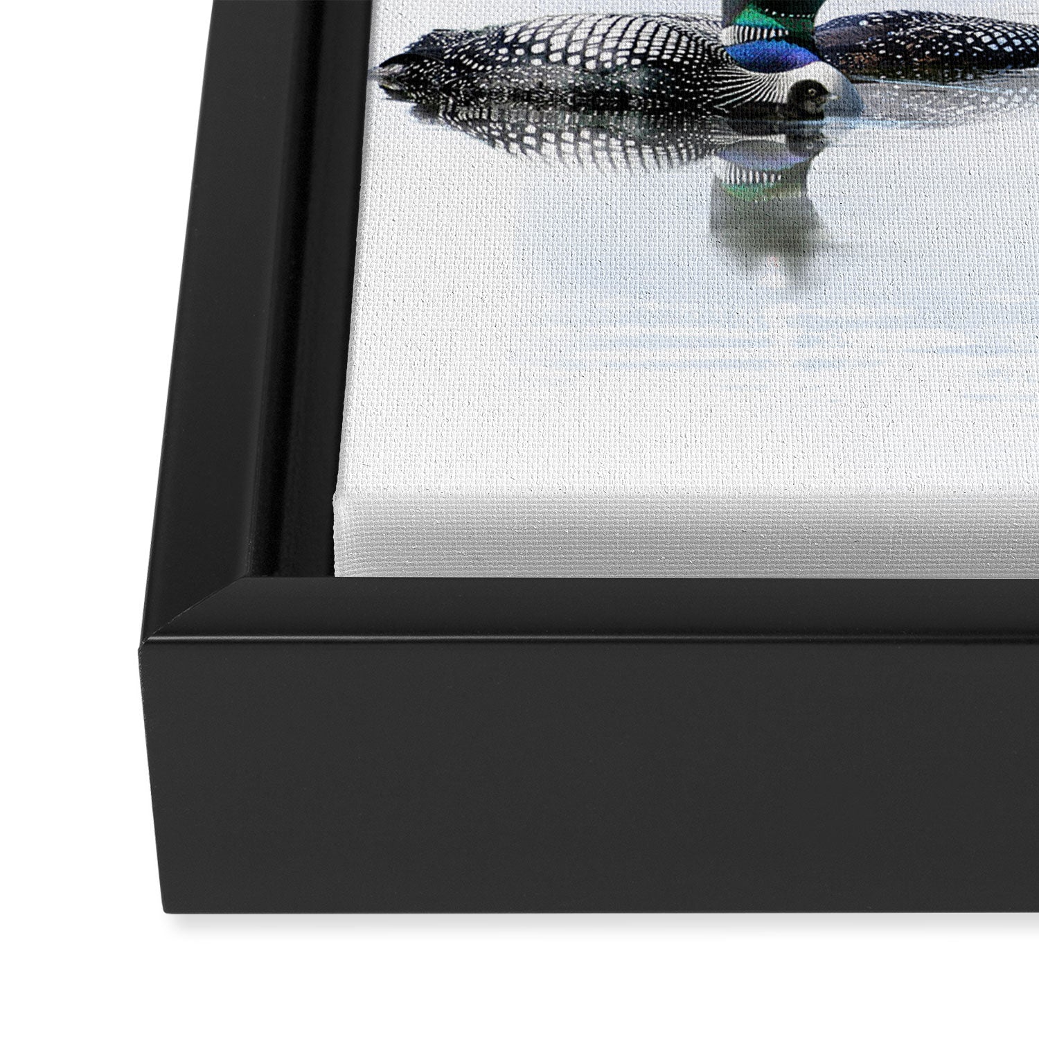 Loons Framed Canvas Print Gallery Image 3