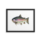 Rainbow Trout Framed Art Print Gallery Image 5