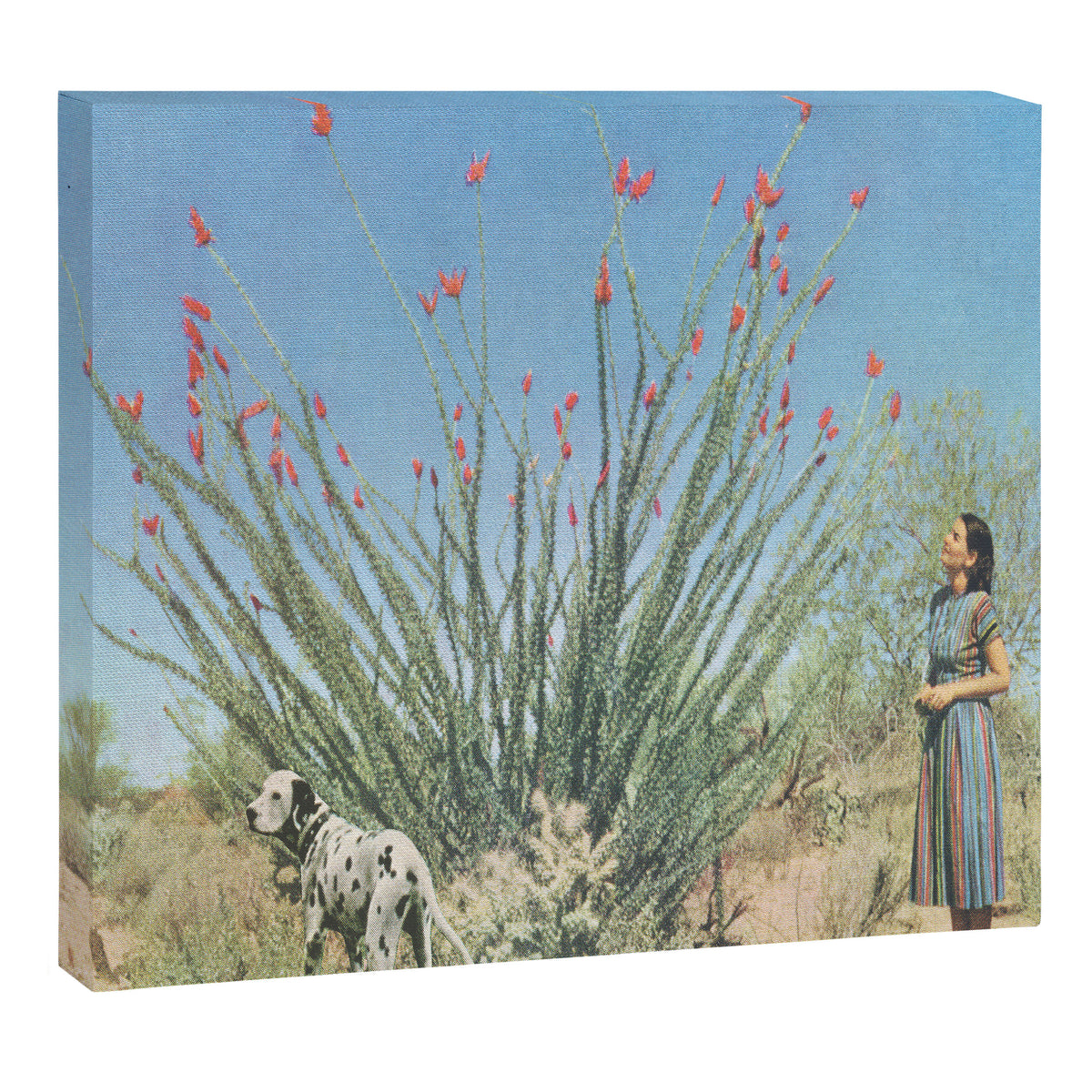 Desert Dots Canvas Print Gallery Image 6