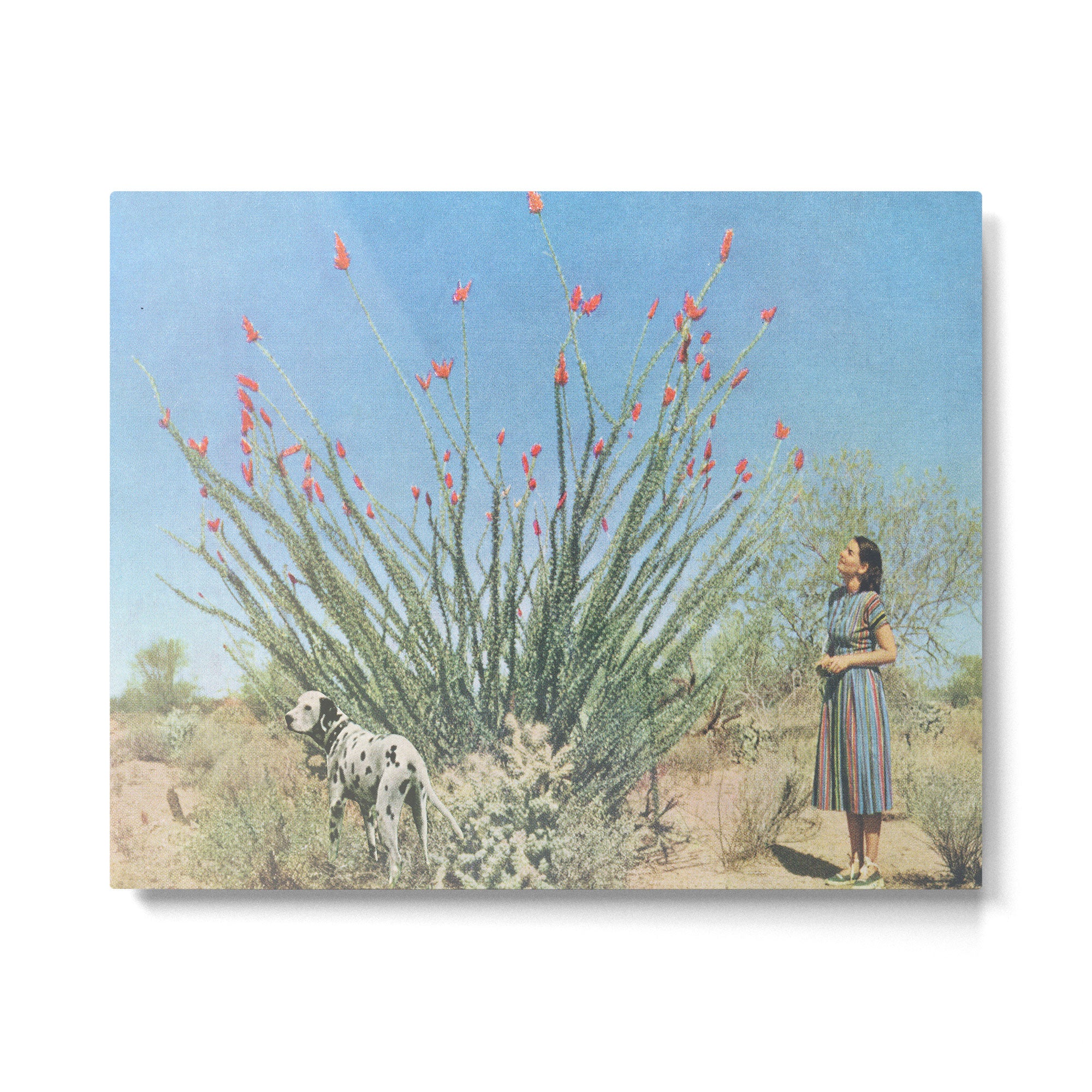 Desert Dots Metal Print Gallery Image 4