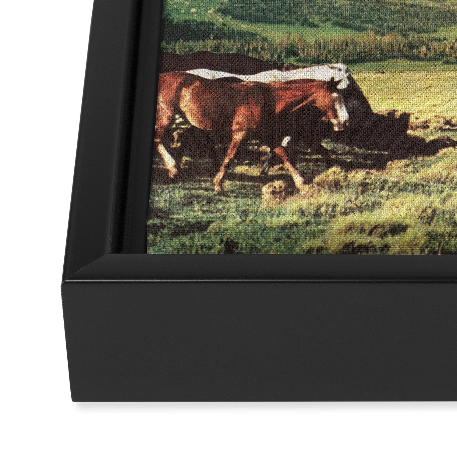 Roaming Framed Canvas Print Gallery Image 3