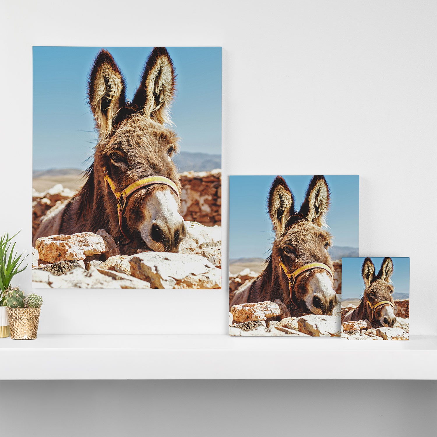 Donkey photo Canvas Print Gallery Image 3