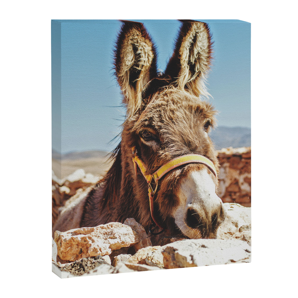 Donkey photo Canvas Print Gallery Image 6