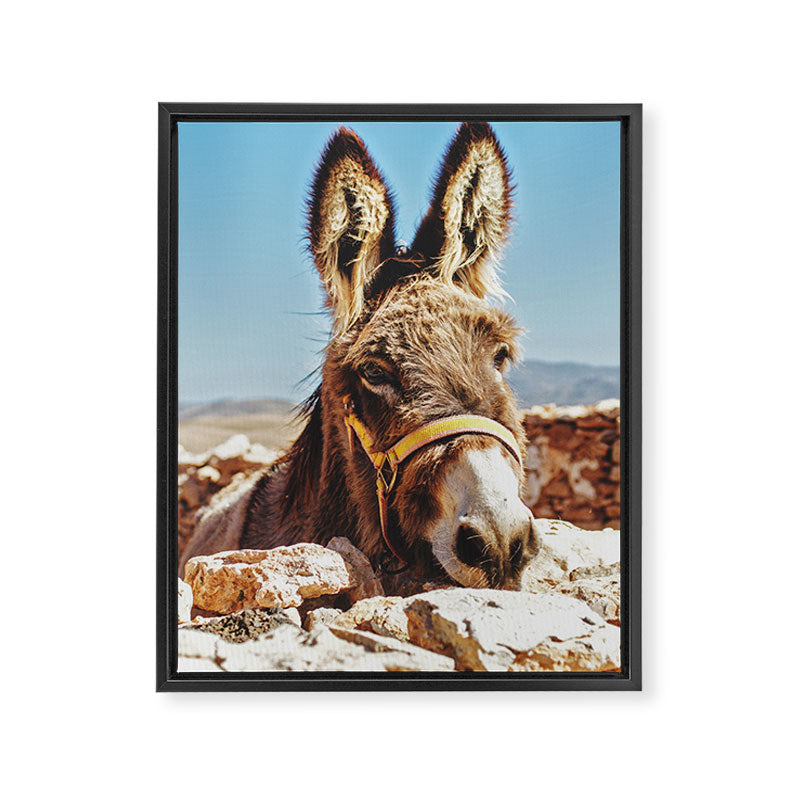 Donkey photo Framed Canvas Print Gallery Image 6
