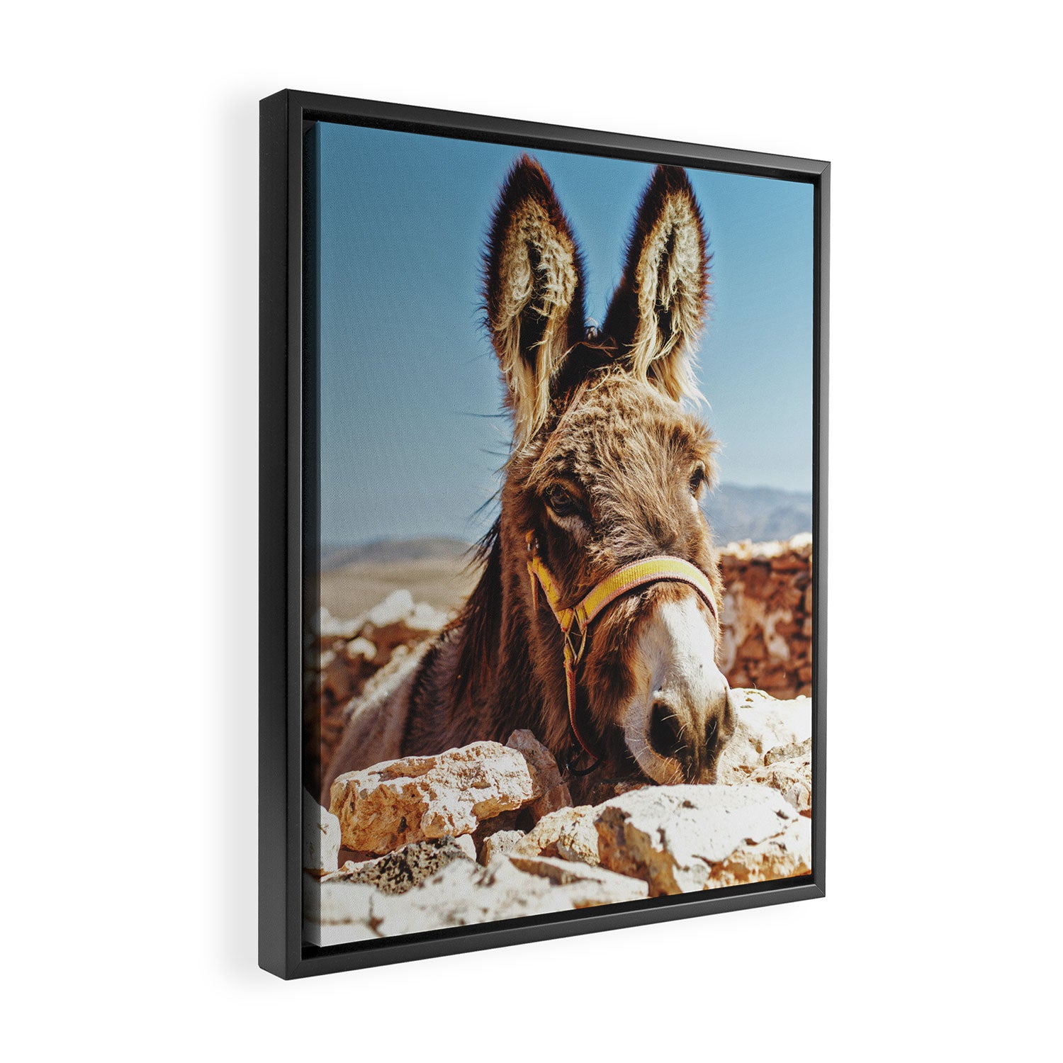 Donkey photo Framed Canvas Print Gallery Image 2