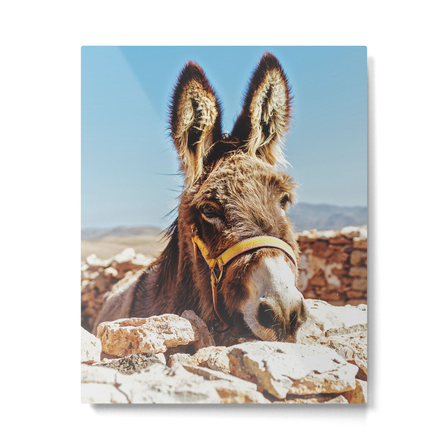 Donkey photo Metal Print Gallery Image 4