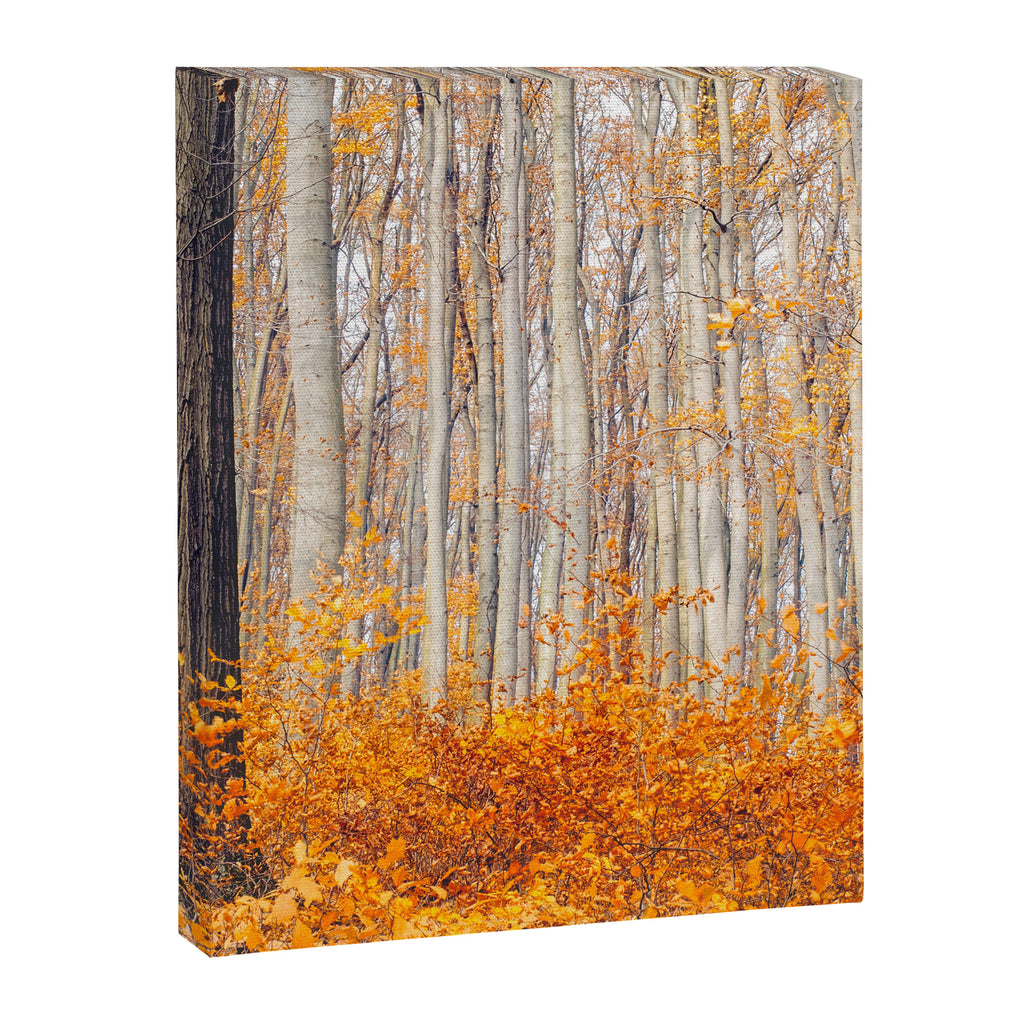 orange autumn Canvas Print Gallery Image 8