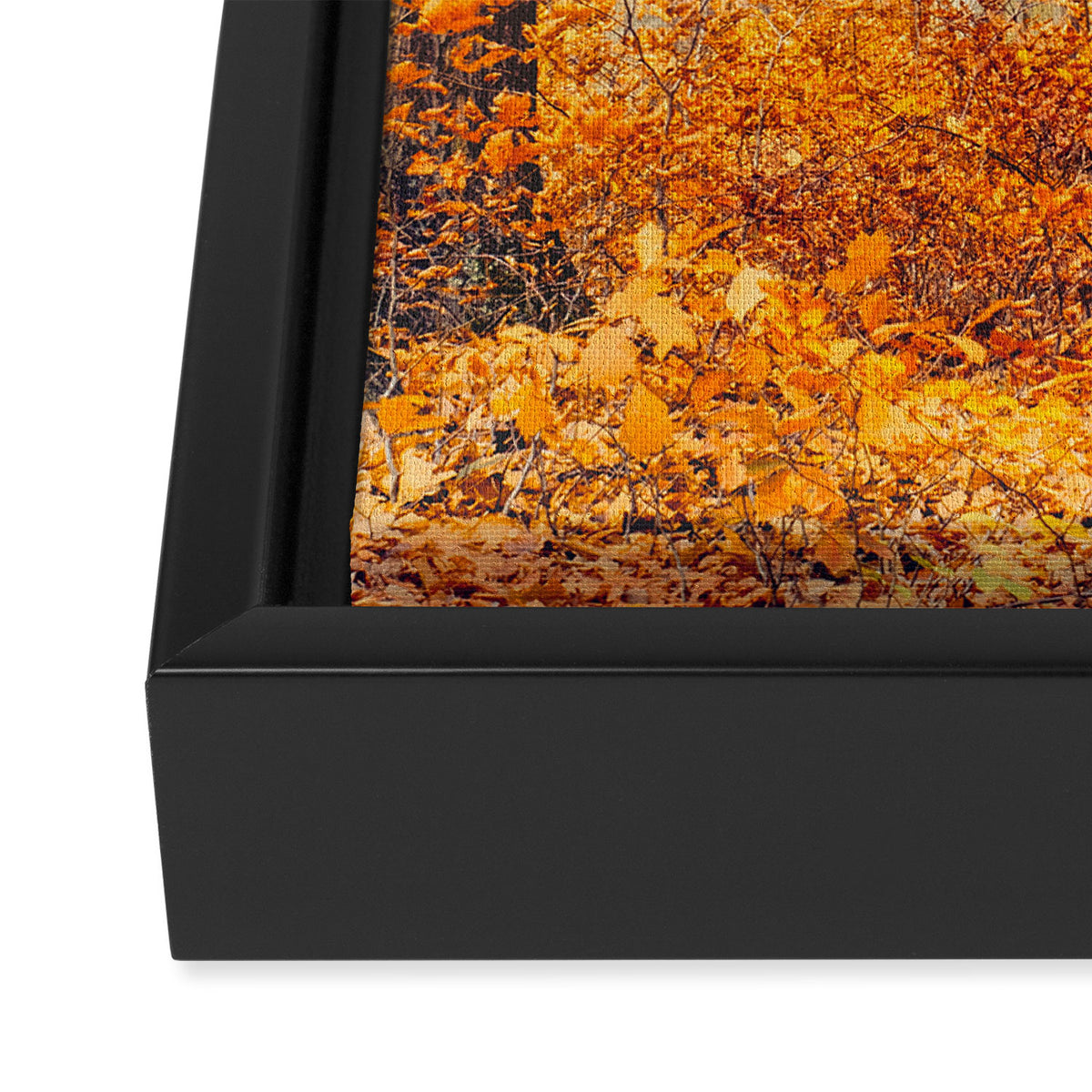orange autumn Framed Canvas Print Gallery Image 3