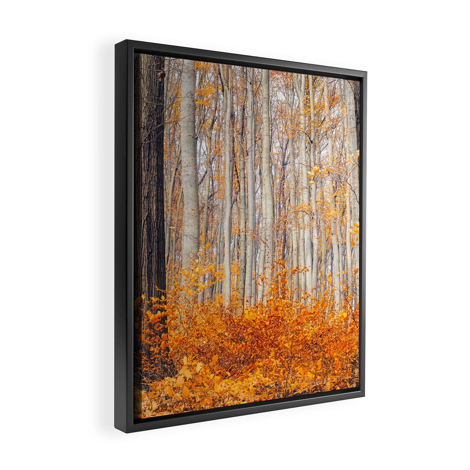 orange autumn Framed Canvas Print Gallery Image 2