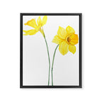 two botanical yellow daffodils watercolor Framed Canvas Print Gallery Image 8