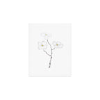 white dogwood flower watercolor Art Print Gallery Image 1