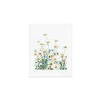 white margaret daisy horizontal watercolor painting Art Print Gallery Image 1