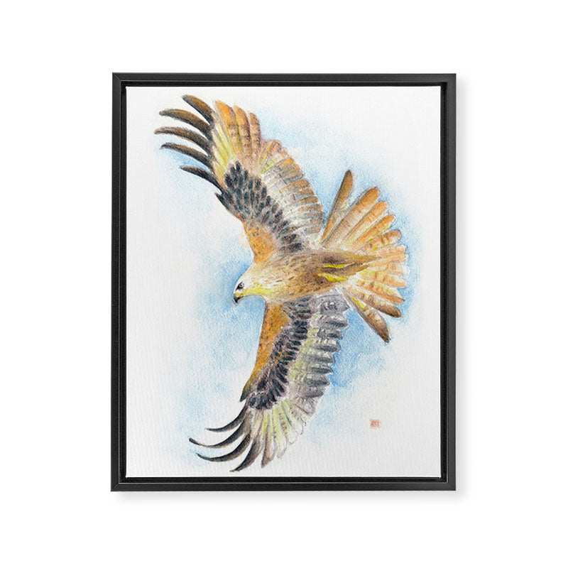 Red Tail Hawk Framed Canvas Print Gallery Image 8